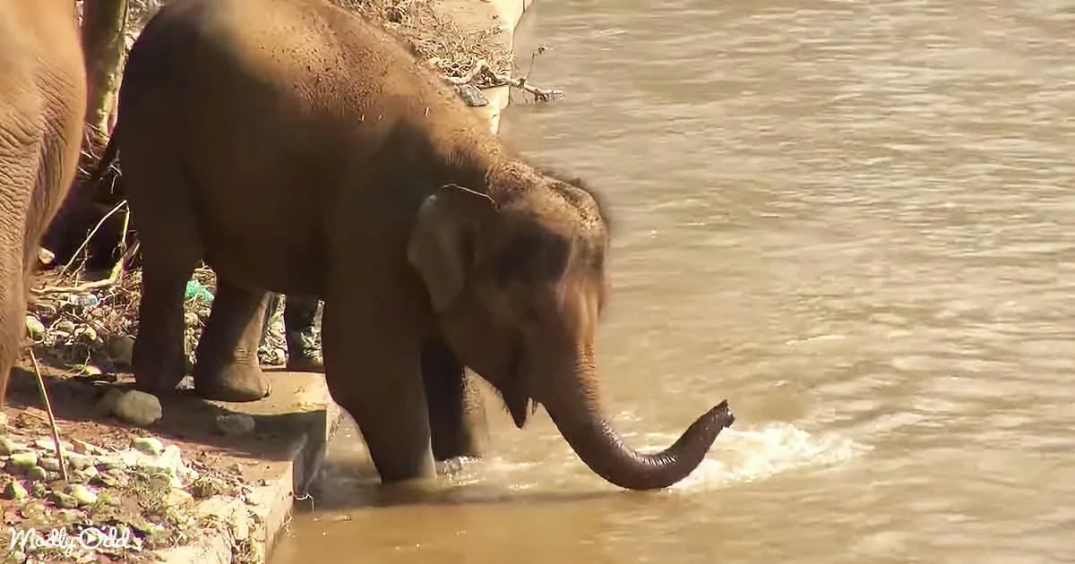 An elephant is drinking water from a river, its trunk submerged, with another elephant partially visible nearby.