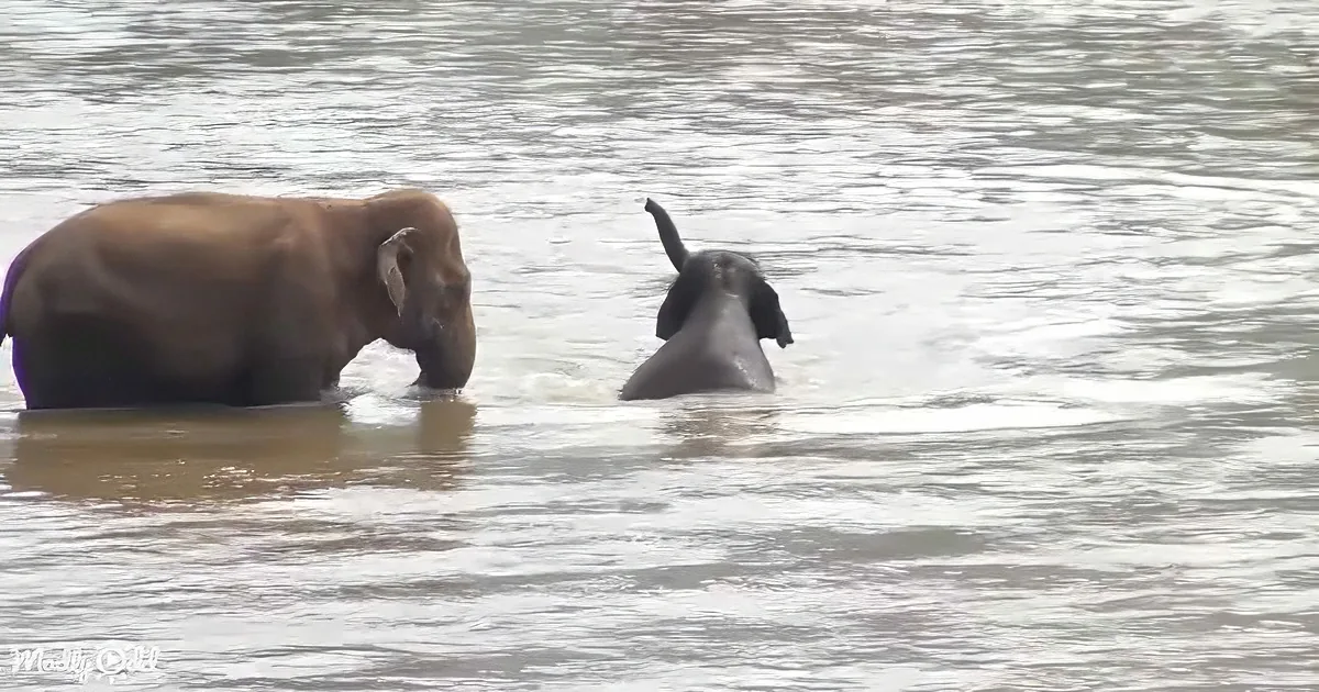 A mother elephant and her calf are wading in a river, with the calf playfully raising its trunk.