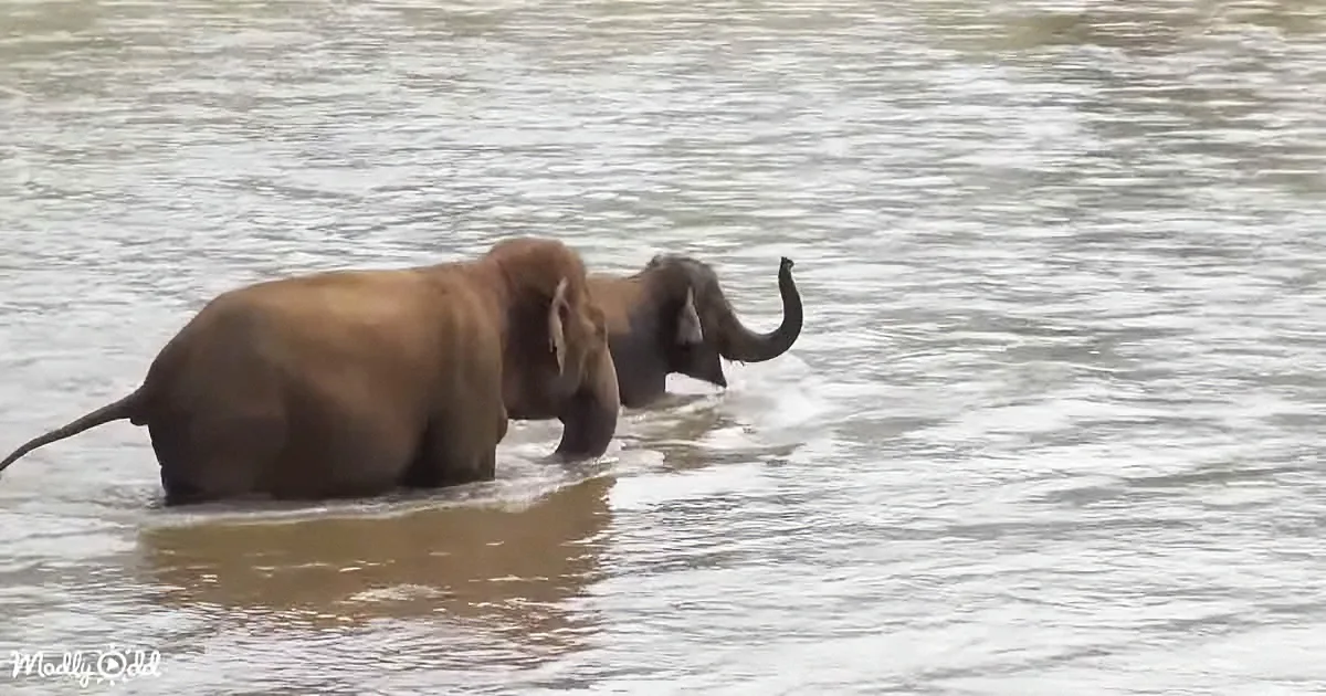 Blind Nanny Elephant Soothes Little One at Bath Time
