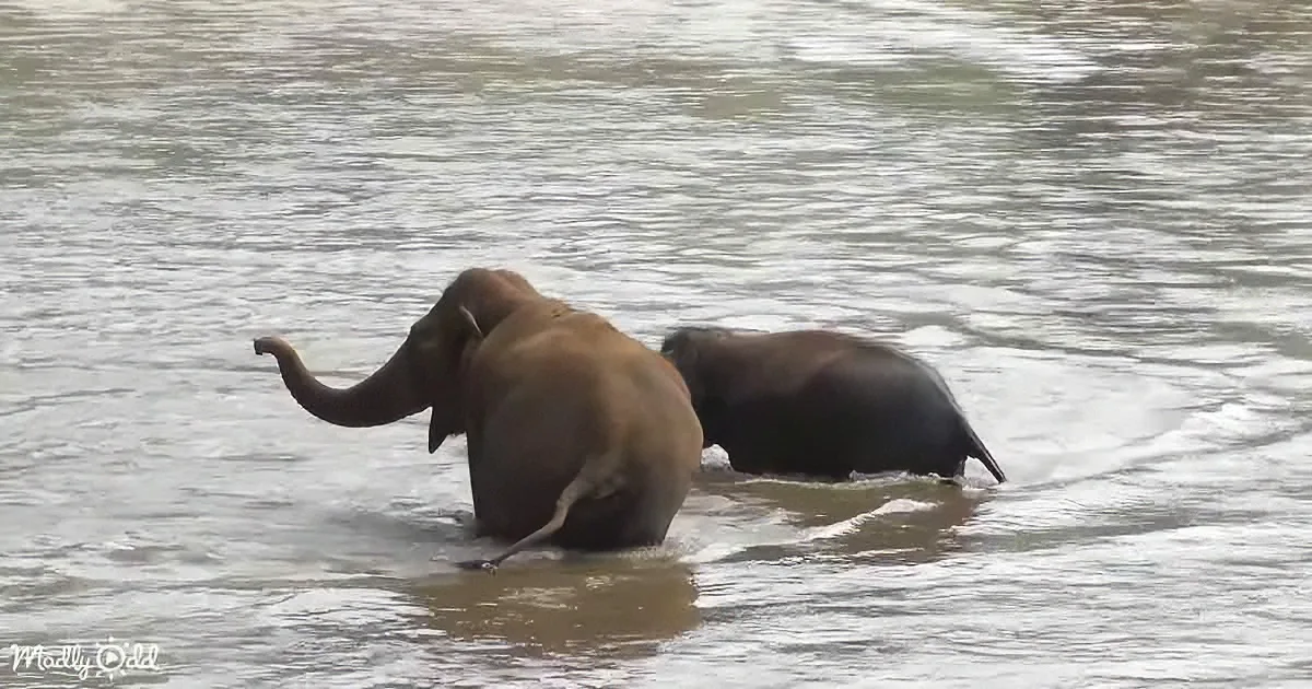 Two elephants are wading through shallow water, one raising its trunk.