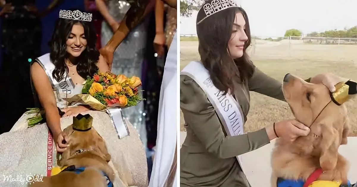 A woman in a sash and tiara interacts affectionately with a service dog, both smiling.
