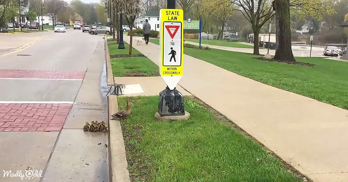 Baby ducks crossing road