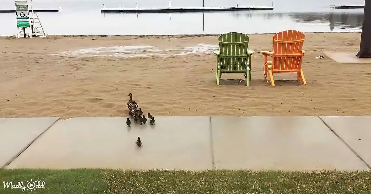 Baby ducks crossing road