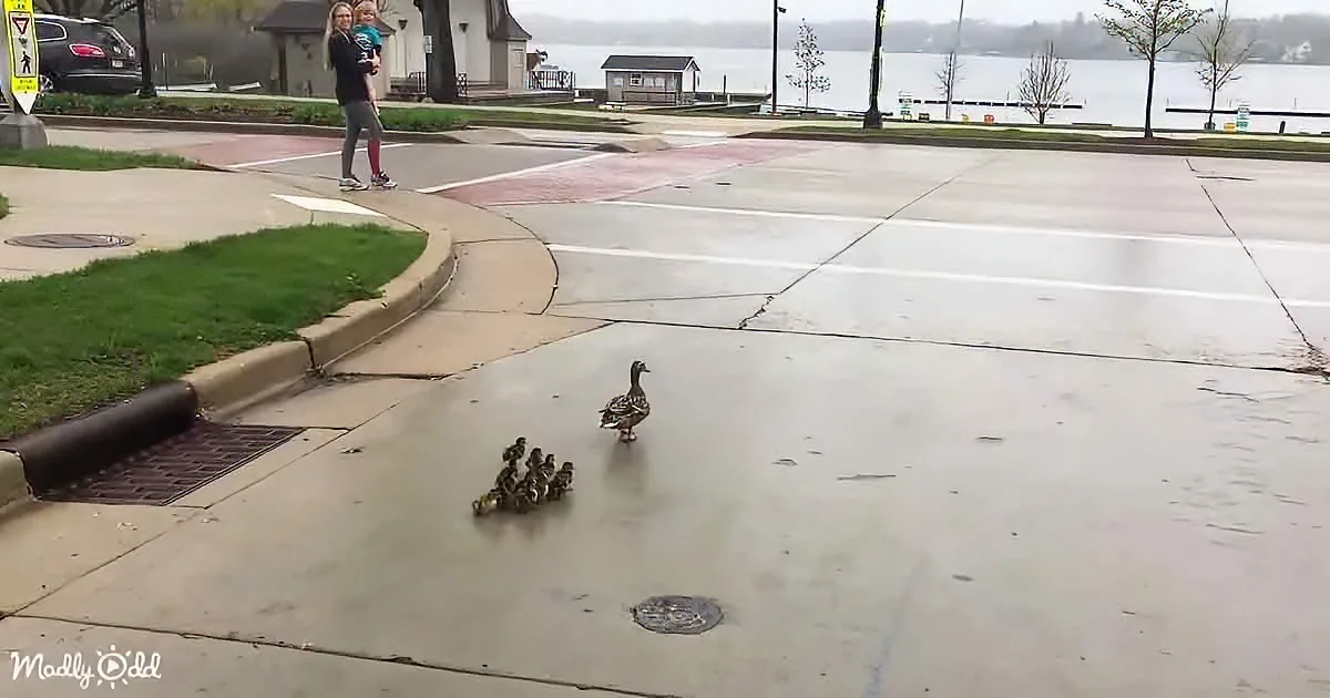 Baby ducks crossing road