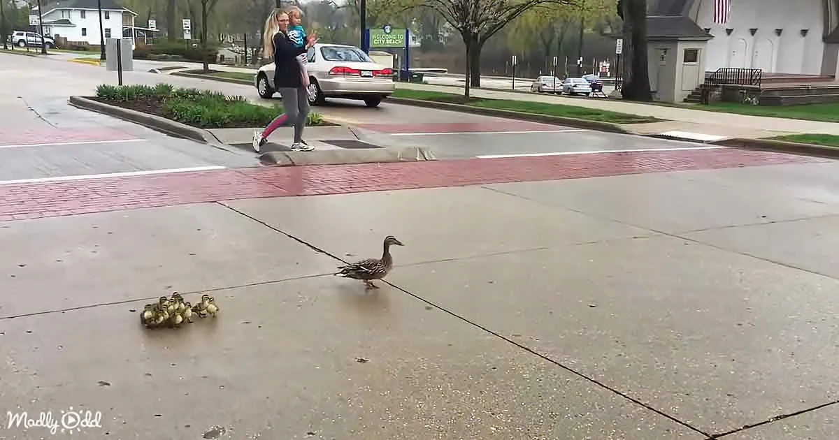 Woman Helps Baby Ducks Cross Busy Highway to Find Their Mother
