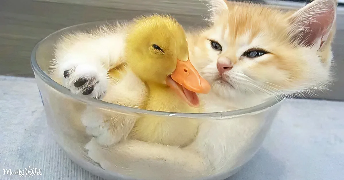 Duckling and kitten