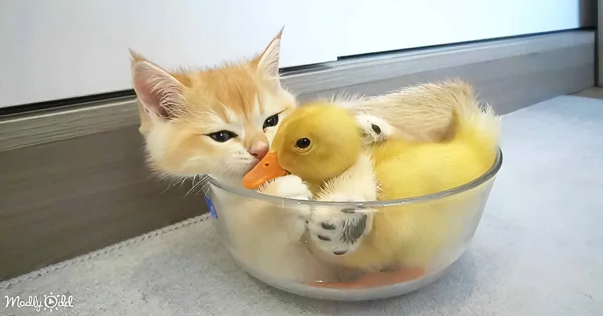 Duckling and kitten