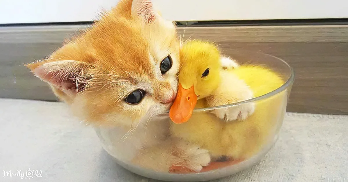 Duckling and Kitten Friends Spend All Their Time Snuggling