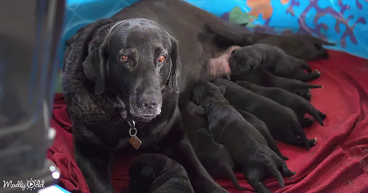 A black Labrador retriever is nursing her litter of puppies on a red blanket.