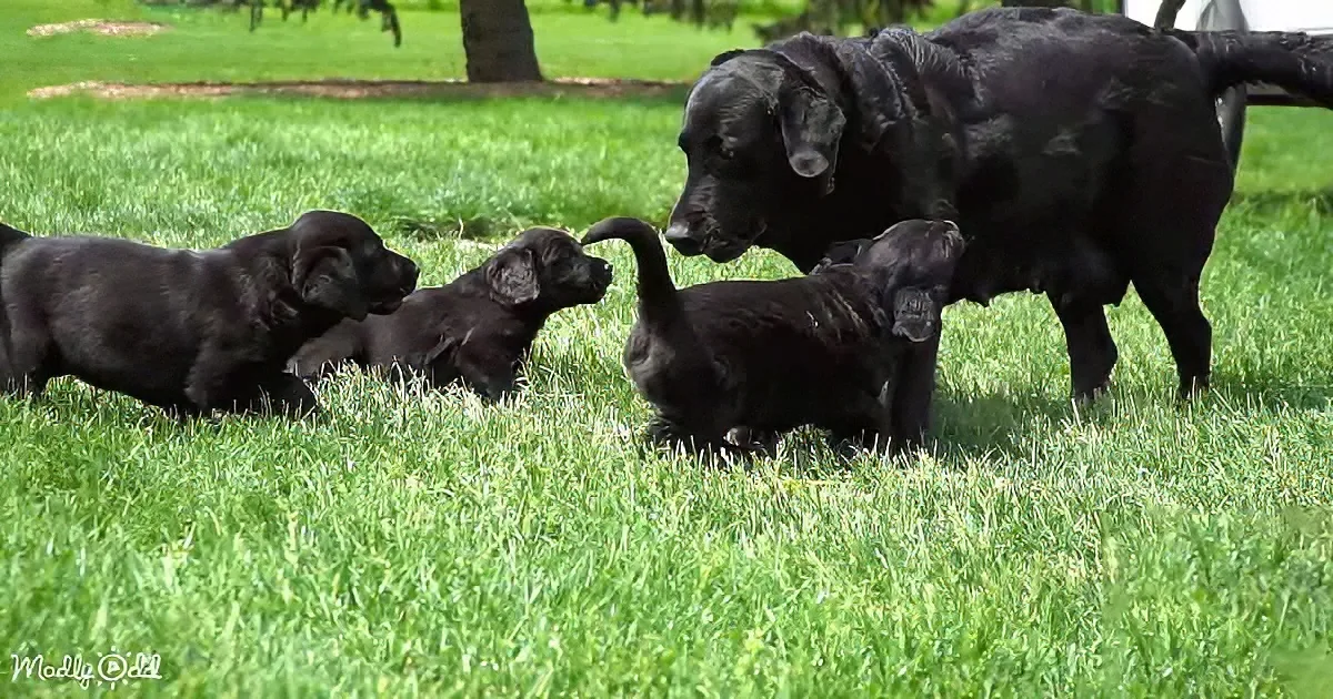 A black Labrador retriever and her puppies are playing on a lush green lawn.
