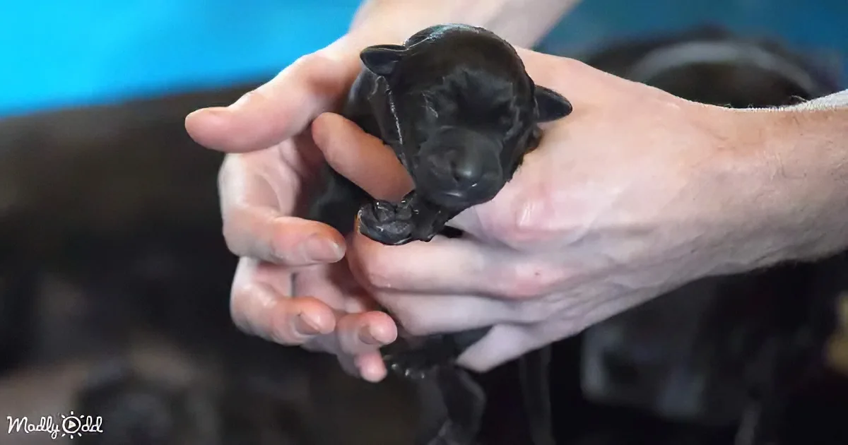 A tiny black puppy is being gently held by a person's hands.