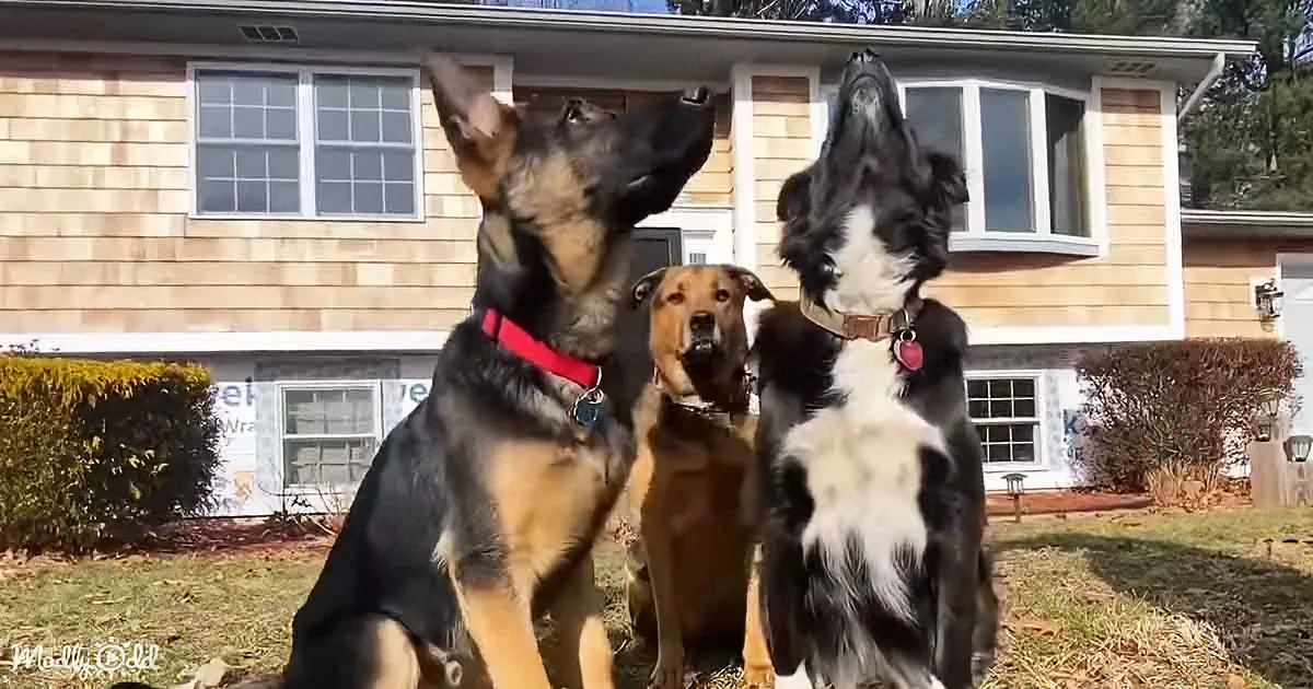 Three dogs, one German Shepherd, one Border Collie, and one brown dog, sit in front of a house, looking up.