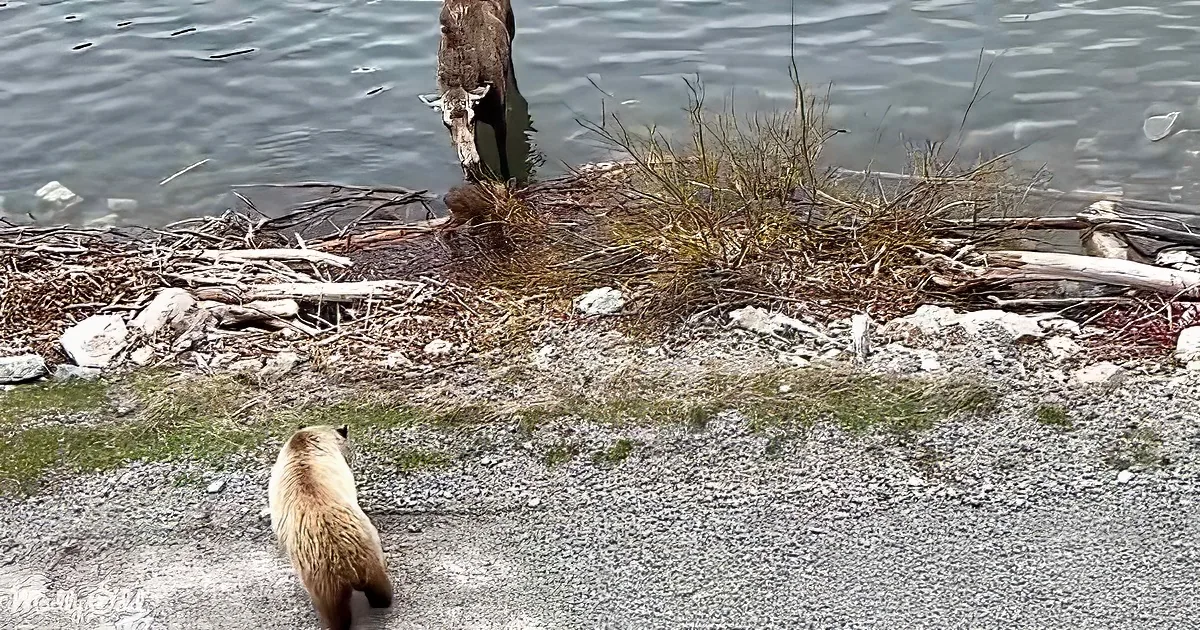 A bear walks on a gravel path near a body of water, with another bear and a moose in the background.
