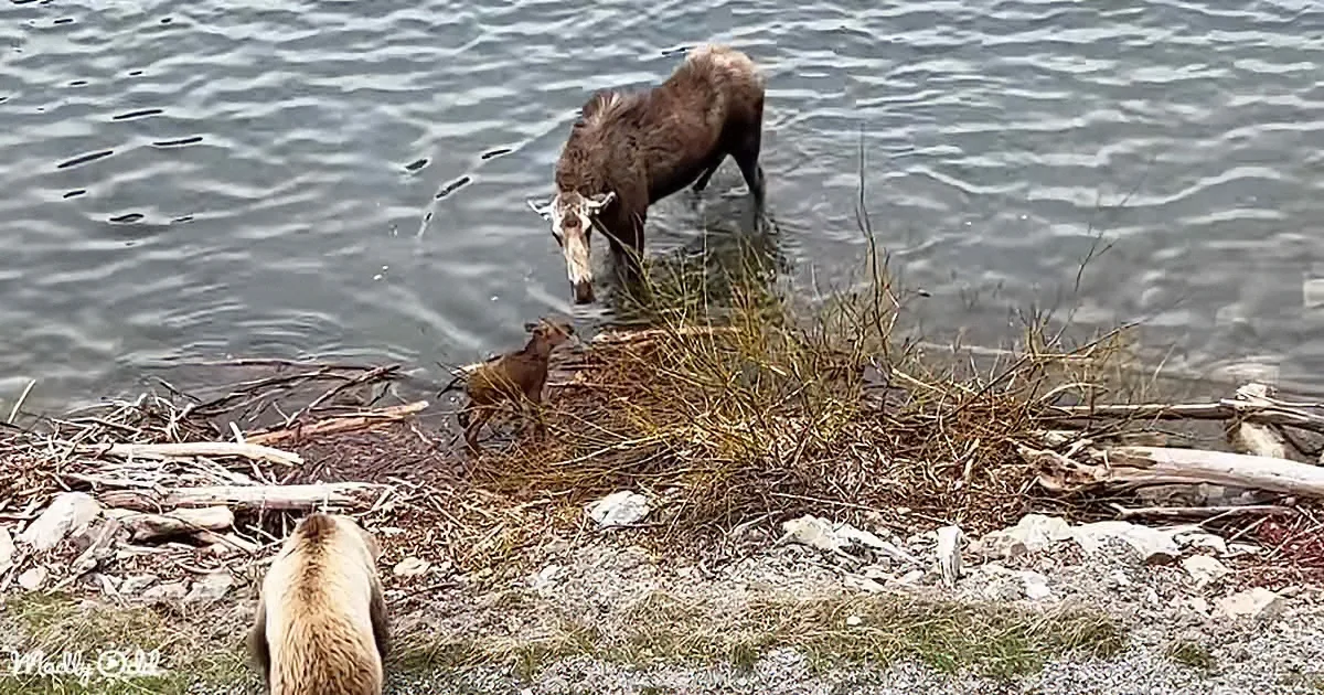 Mama Moose Saves Her Babies From Grizzly's Kidnapping Attempt