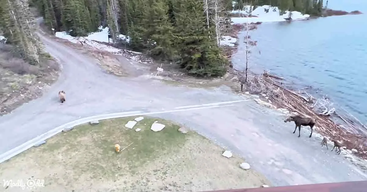 A moose walks along a road near a lake, with a bear in the distance and snow patches on the ground.