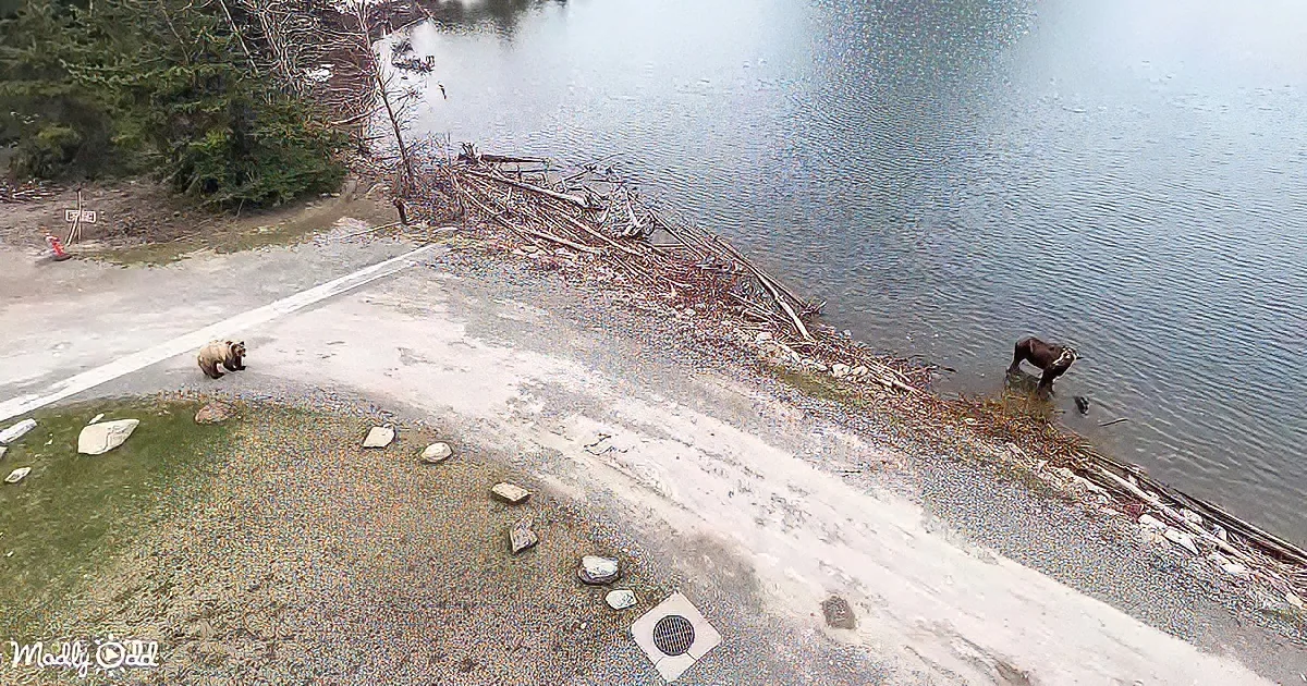 Two bears, one on land and one in water near a lake, with trees and a concrete path in the background.