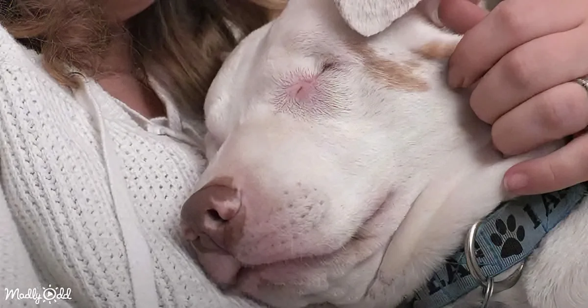 Blind & Deaf Shelter Dog Thought No One Would Love Him, Until He Met His Family