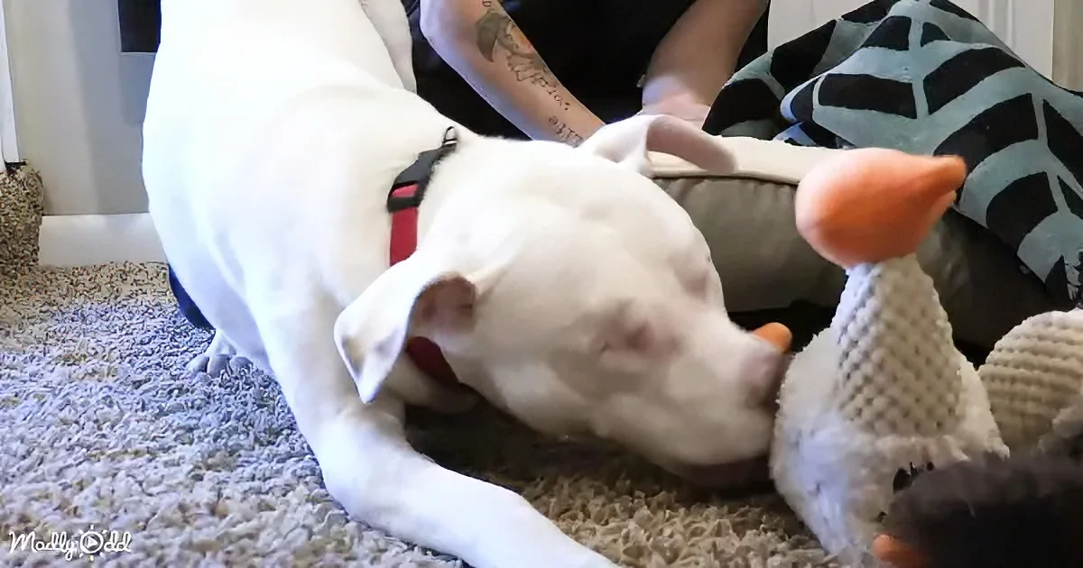 A white dog with a red collar is sniffing a stuffed toy on the floor.