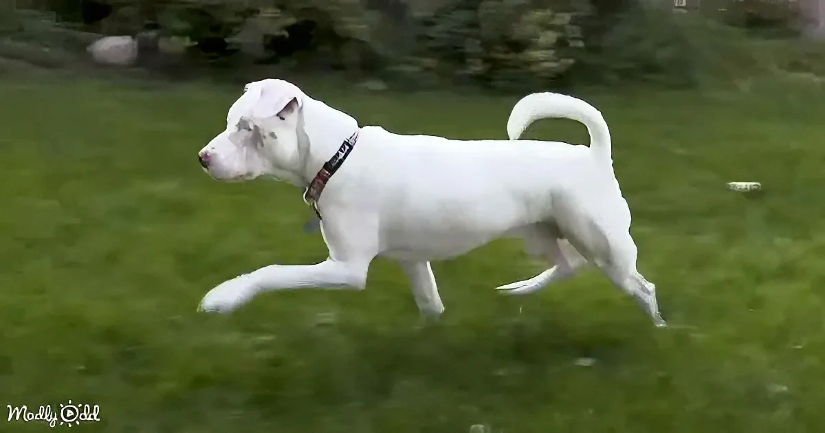 A white dog with a red collar runs across a grassy field.
