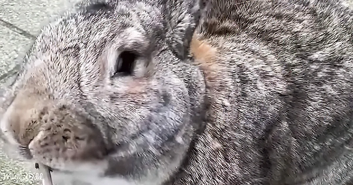 A close-up of a gray, furry animal with a visible eye and nose, possibly a rabbit or similar creature.