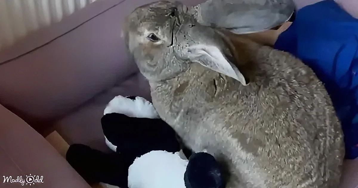 A large, fluffy gray rabbit rests on a couch, cuddling a black and white plush toy.
