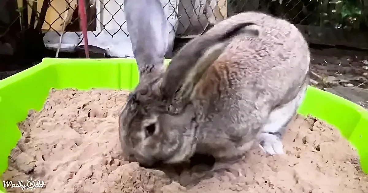 A large rabbit is digging in a green sandbox, surrounded by sand and a chain-link fence.