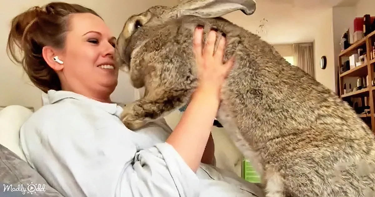 Giant Bunny Thinks He's a Dog