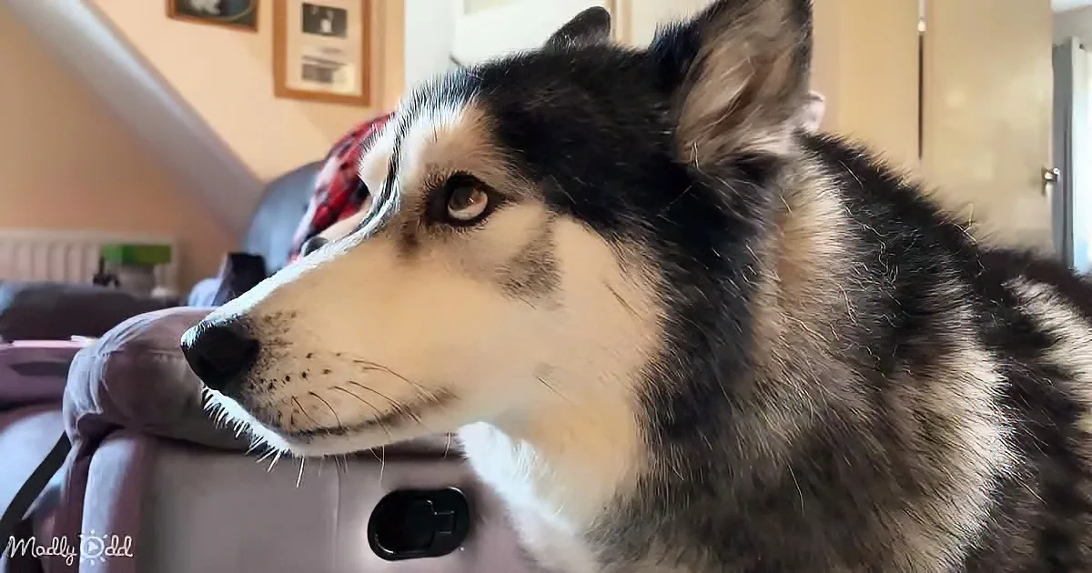 A close-up of a husky dog with striking blue eyes, resting its head on a cushion.