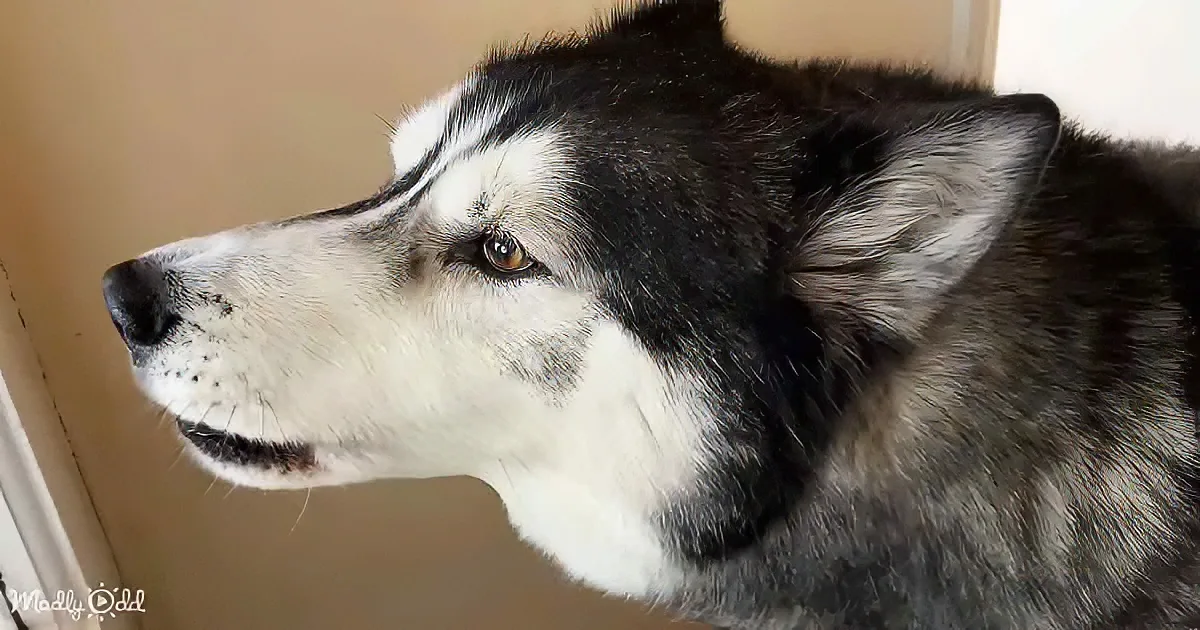 A close-up of a black and white husky dog looking to the left, with detailed fur and expressive eyes.