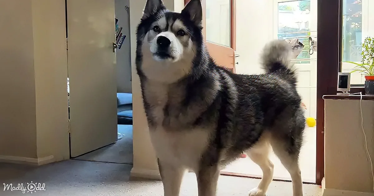 A fluffy black and white dog stands indoors, looking up, with a door and window in the background.