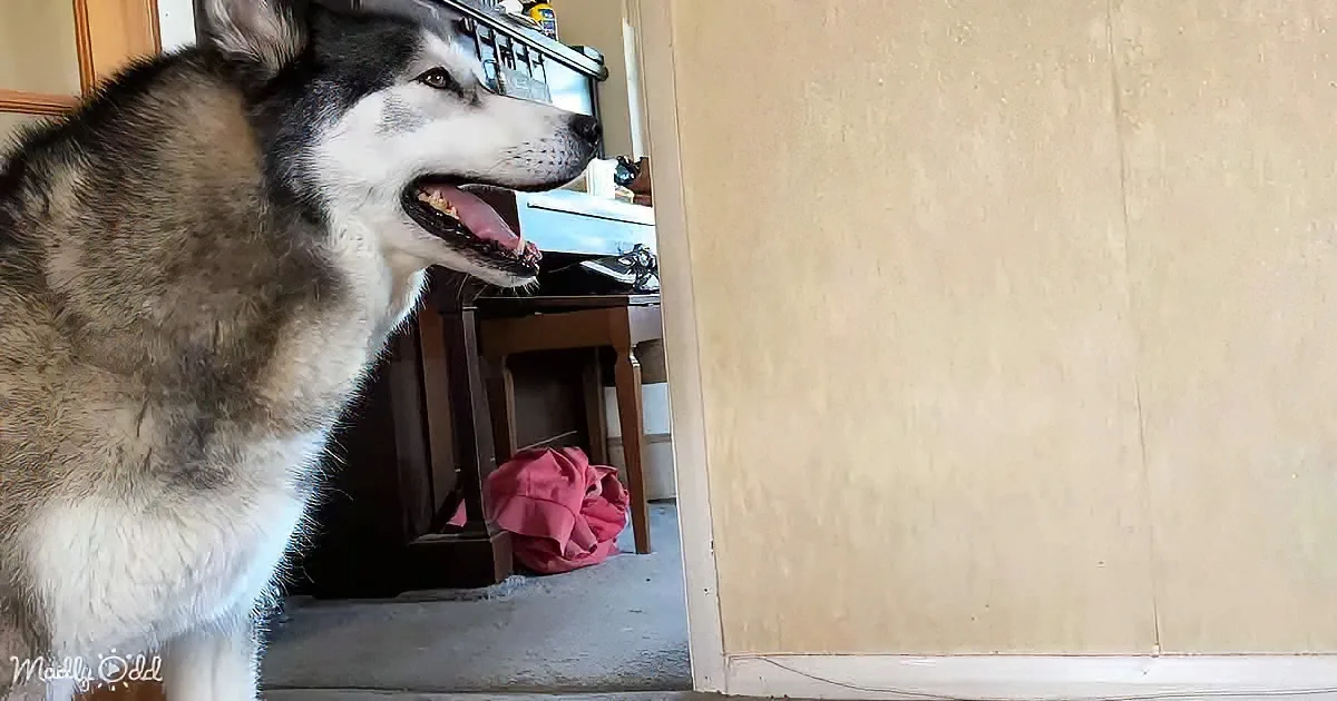 A husky dog with its mouth open stands in a doorway, looking into a room with a desk and a red cloth.