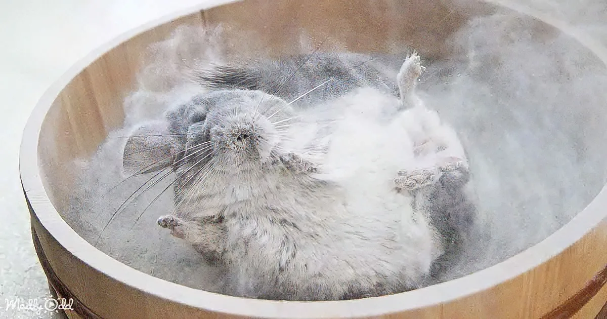 Words Are Unable to Describe Chinchilla's Mesmerizing Dust Bath Routine