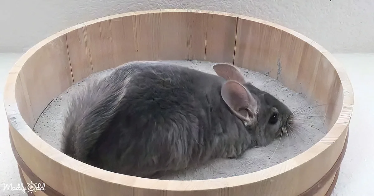 A fluffy gray chinchilla rests in a wooden bowl filled with white sand.