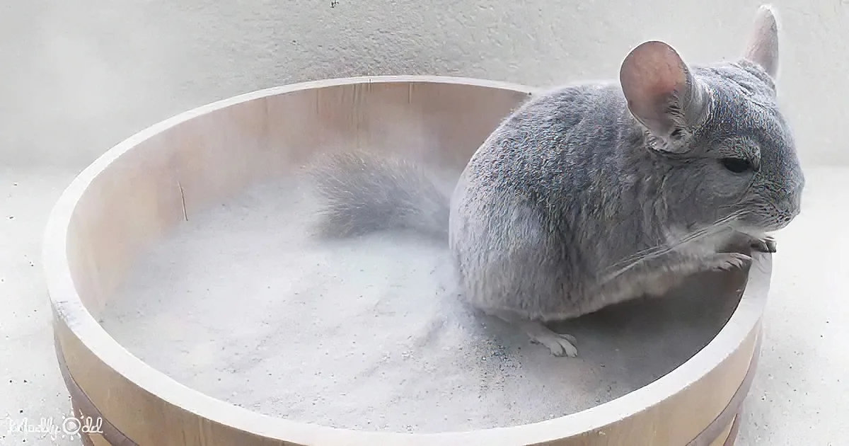 A fluffy gray chinchilla sits inside a wooden bowl filled with white sand.