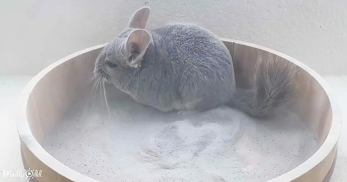 A gray chinchilla rests in a wooden bowl filled with white sand.