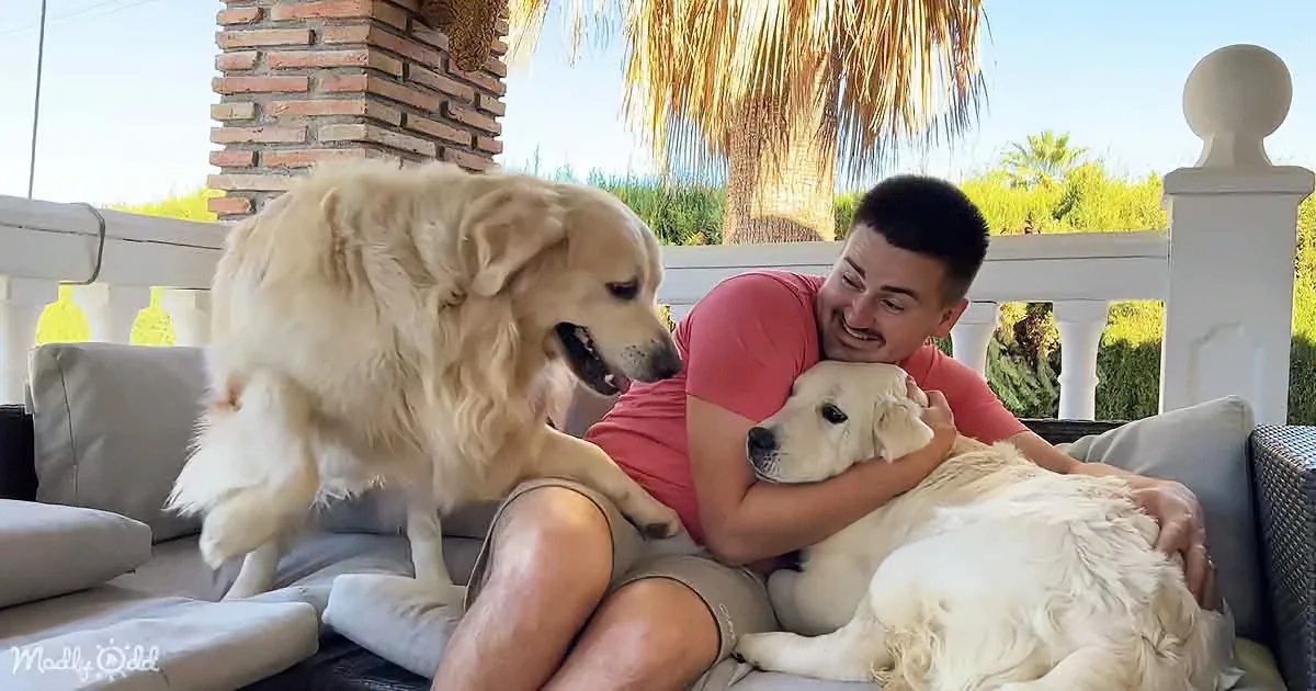 Man cuddling two large white dogs on a patio with palm trees and a brick pillar in the background.