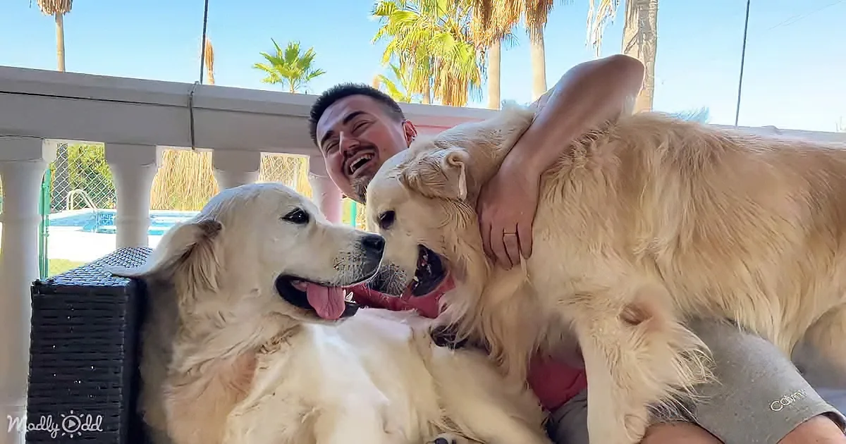 A man is playfully interacting with two golden retrievers on a balcony, with a pool and palm trees in the background.