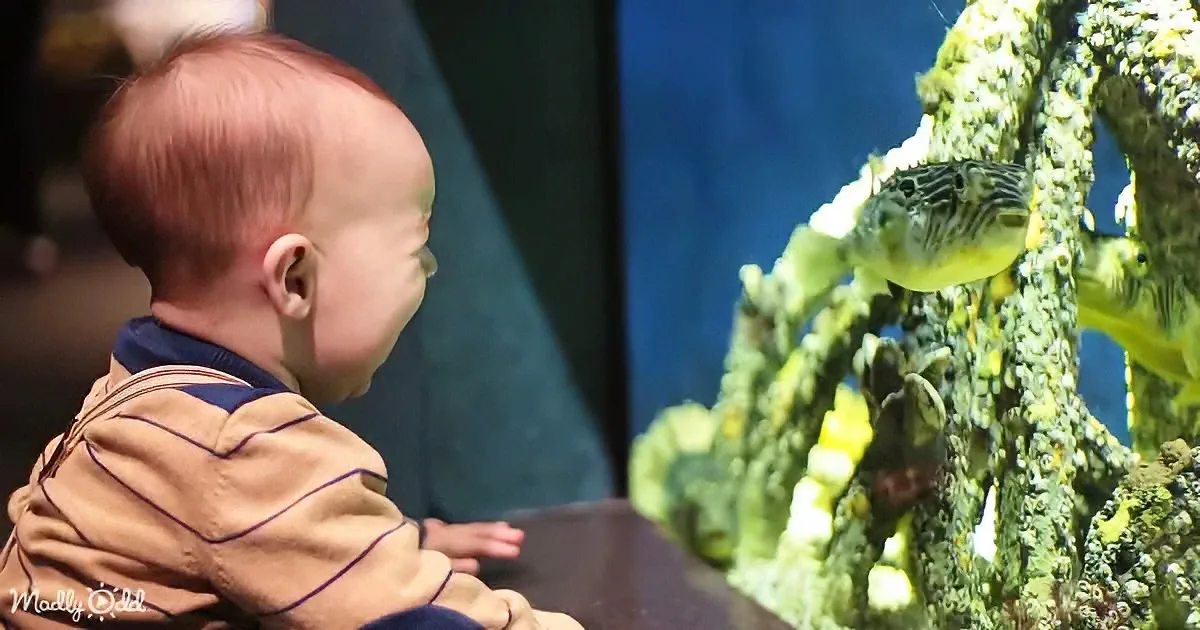 A baby in a striped shirt watches a pufferfish in an aquarium.