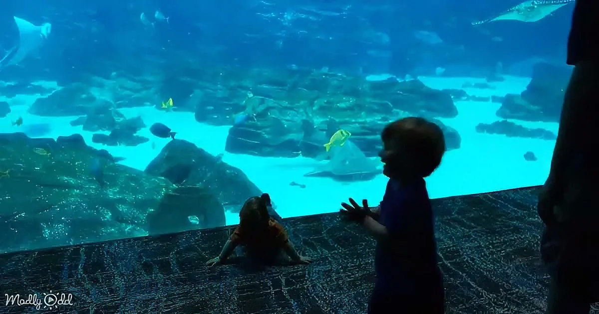 A child and a dog observe a large aquarium tank filled with fish and rocks.