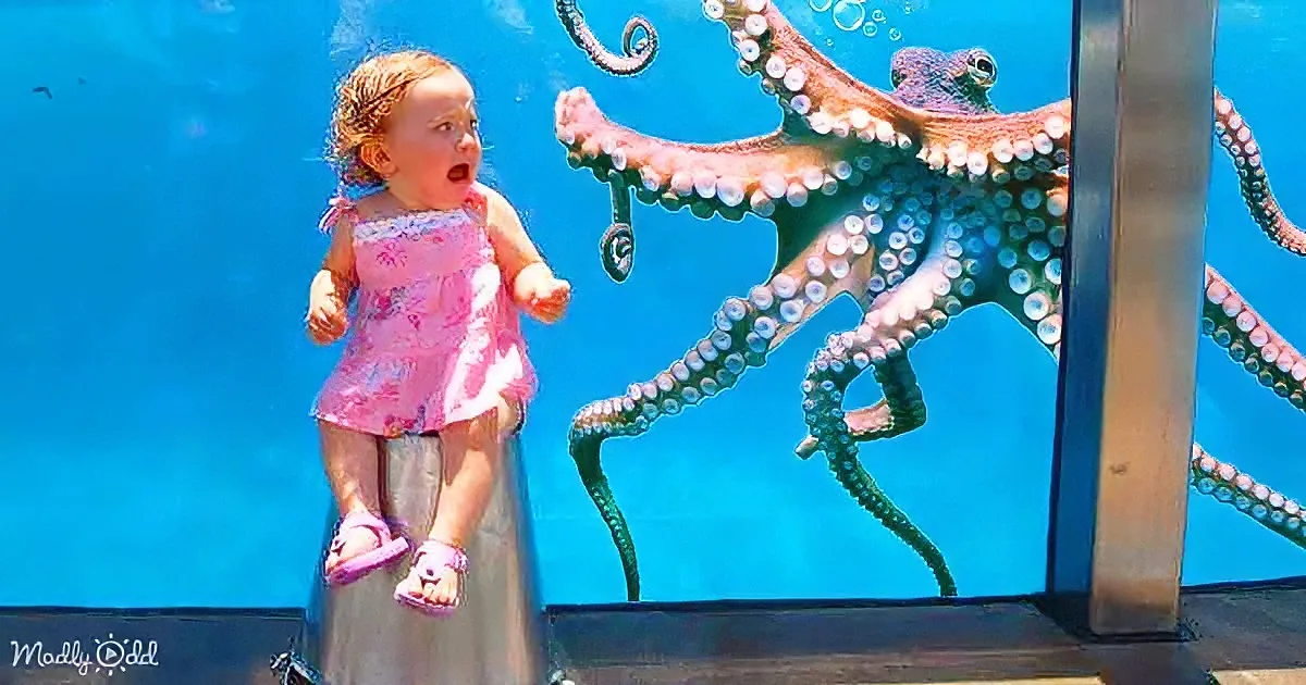 A child in a pink dress sits on a metal pole, looking at an octopus in an aquarium.