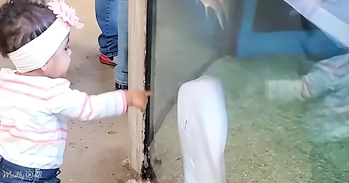 A child in a striped shirt and headband points at a glass enclosure, likely at a dolphin.