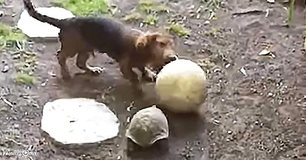 Tortoise and Dachshund Face off in Legendary Soccer Game