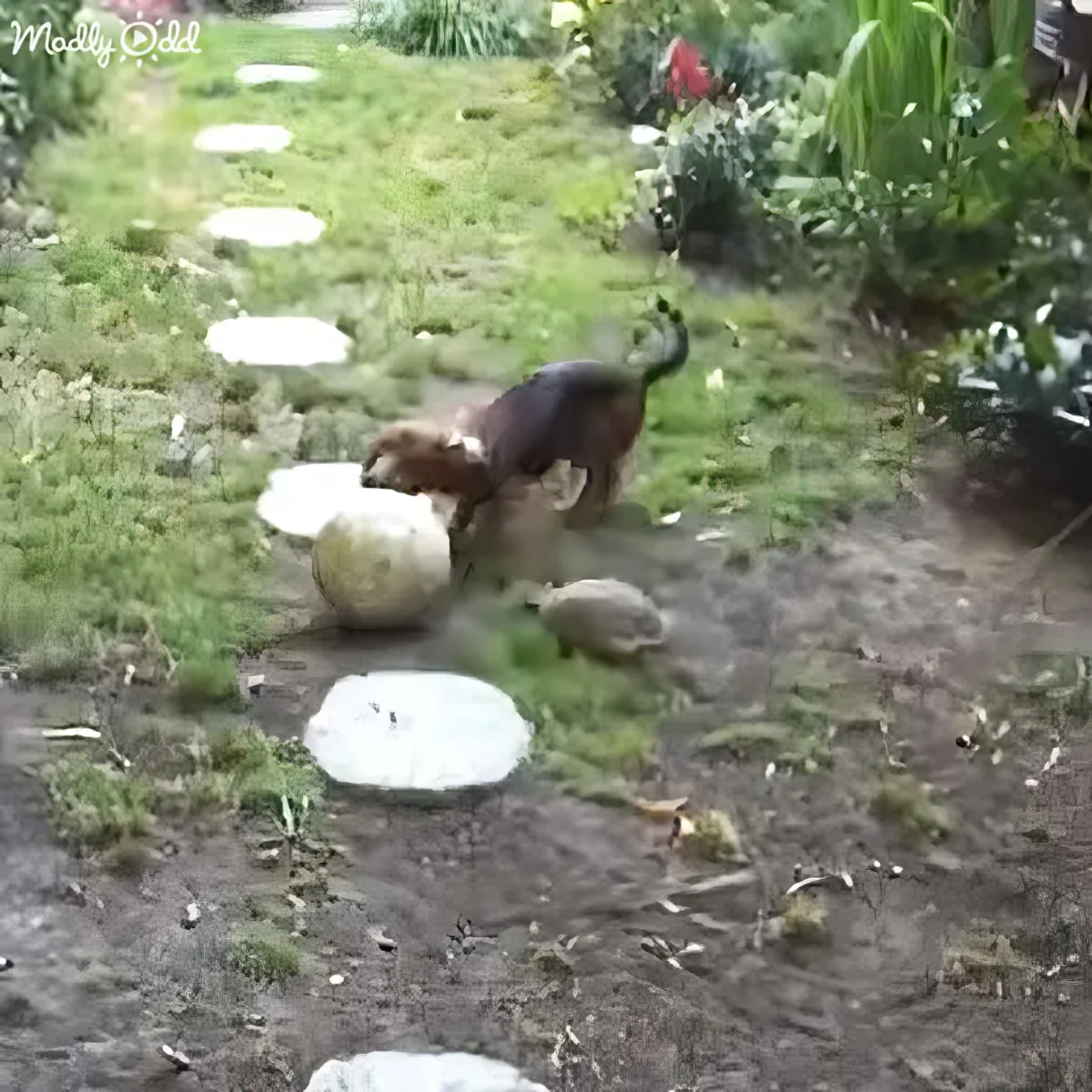 A small brown dog is playfully interacting with a large white ball in a grassy garden.