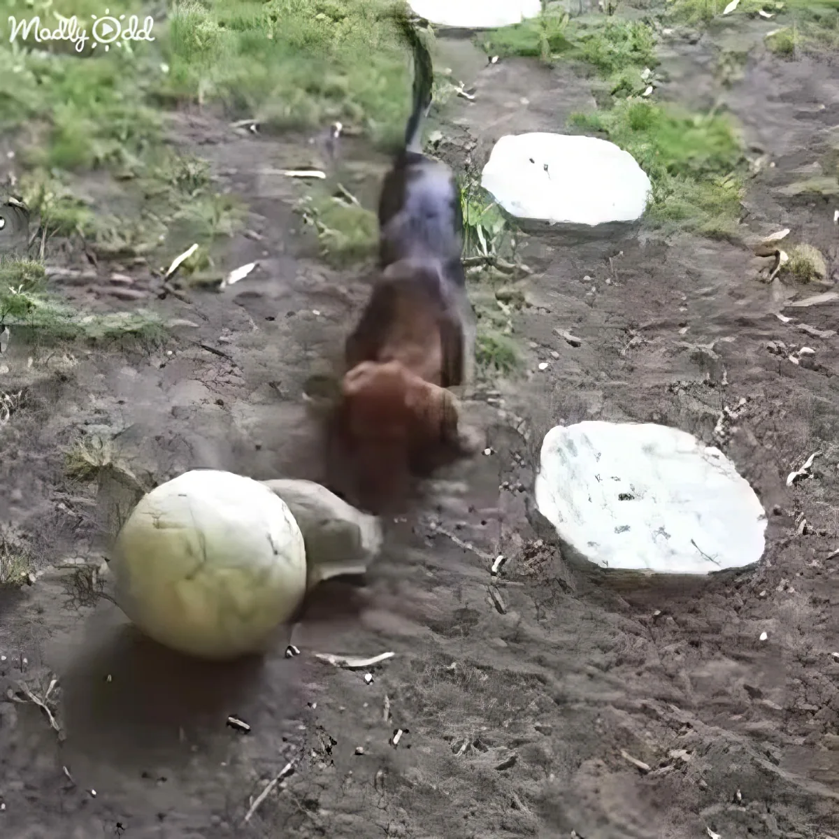 A squirrel is playfully interacting with pumpkins on the ground, seemingly trying to move them.