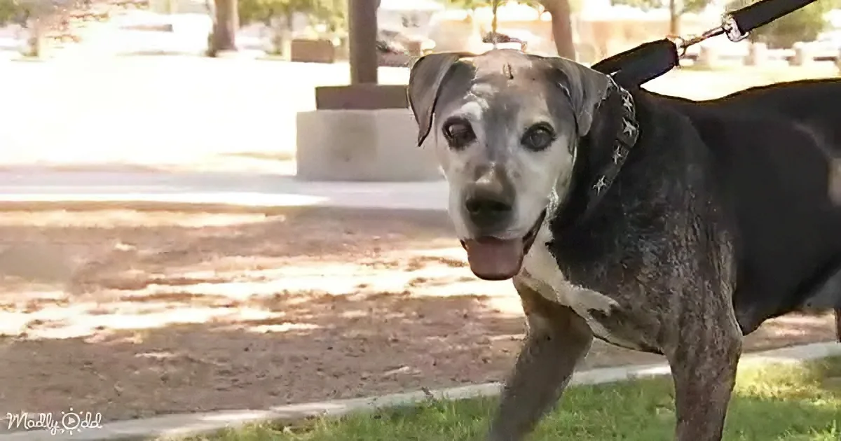 A dog with a black and white coat, wearing a star-patterned collar, stands on grass with a leash attached.