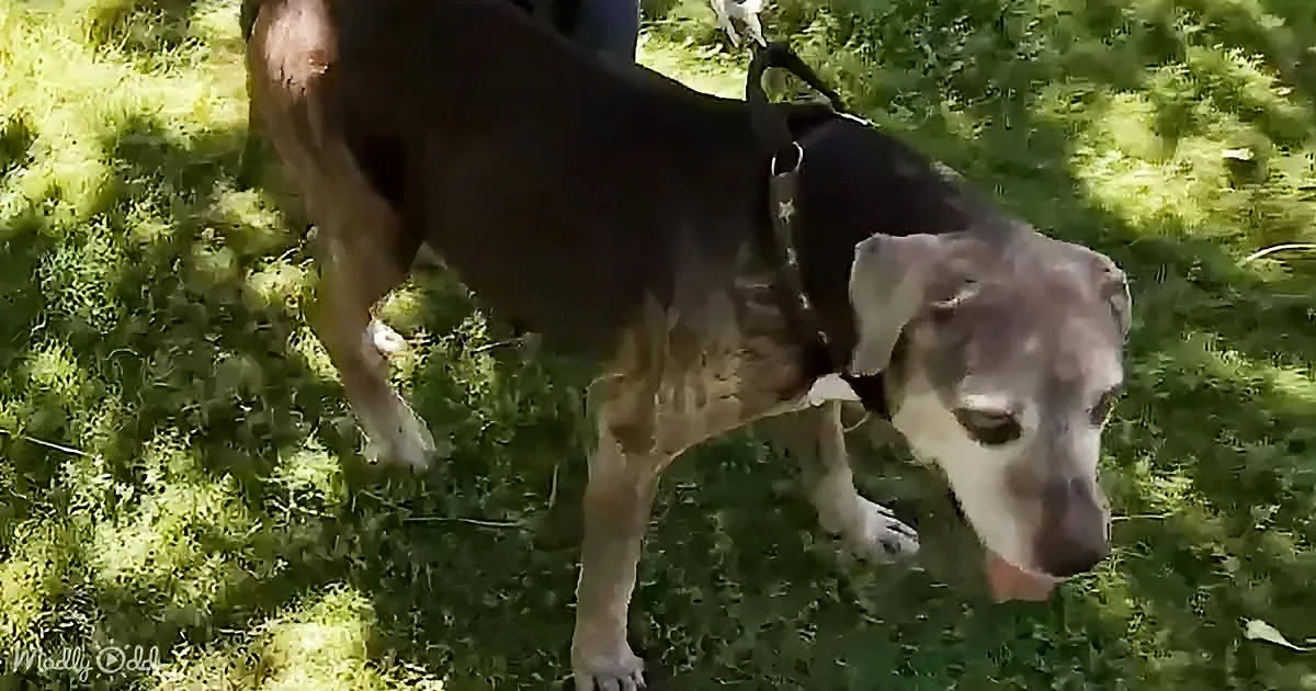 A dog wearing a harness stands on grass, looking down with its tongue slightly out.