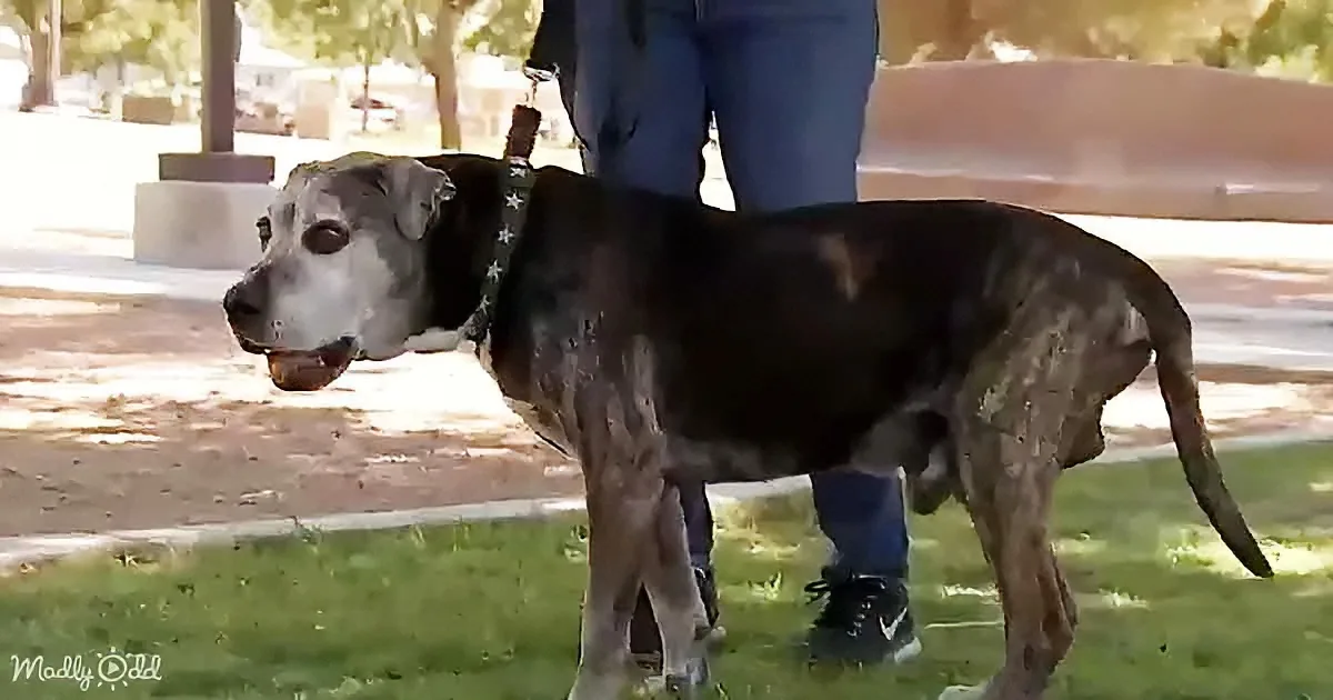 A large, black and brown dog with a white muzzle stands on grass, wearing a star-patterned bandana, with a person in...