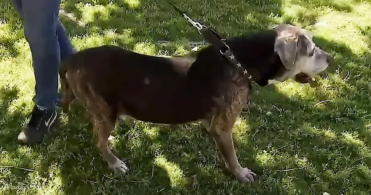 A large brown dog with a white muzzle stands on grass, wearing a harness with star patterns.