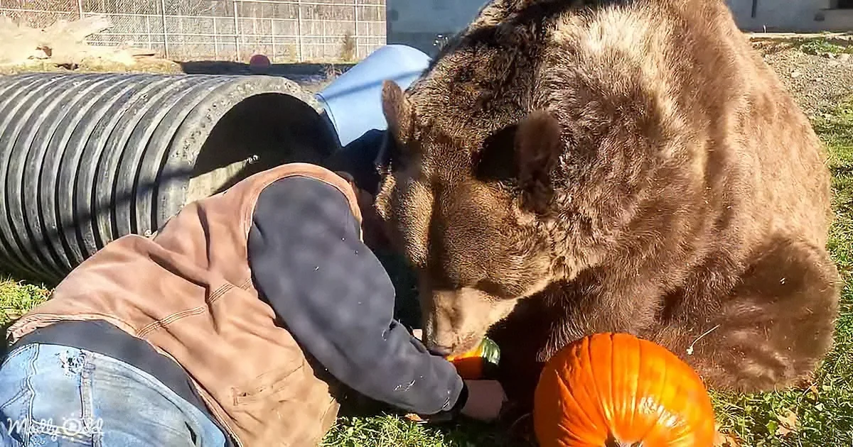 Orphaned Kodiak Bear Enjoys Cuddles and Pumpkins on Thanksgiving