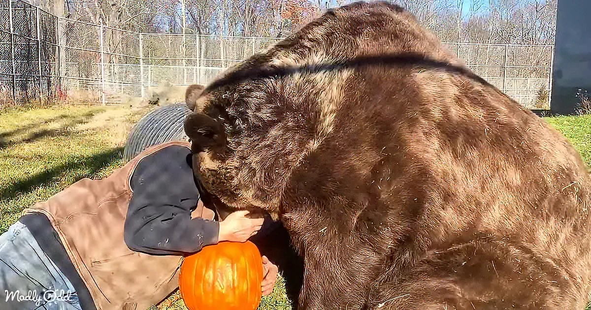 Orphaned Kodiak bear